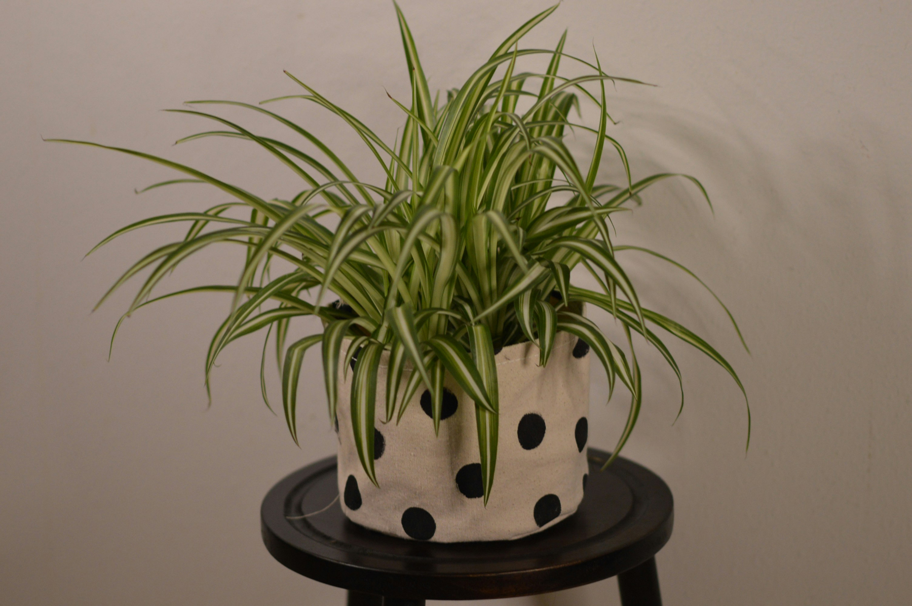 Zimmerpflanze mit Blumenerde im Topf