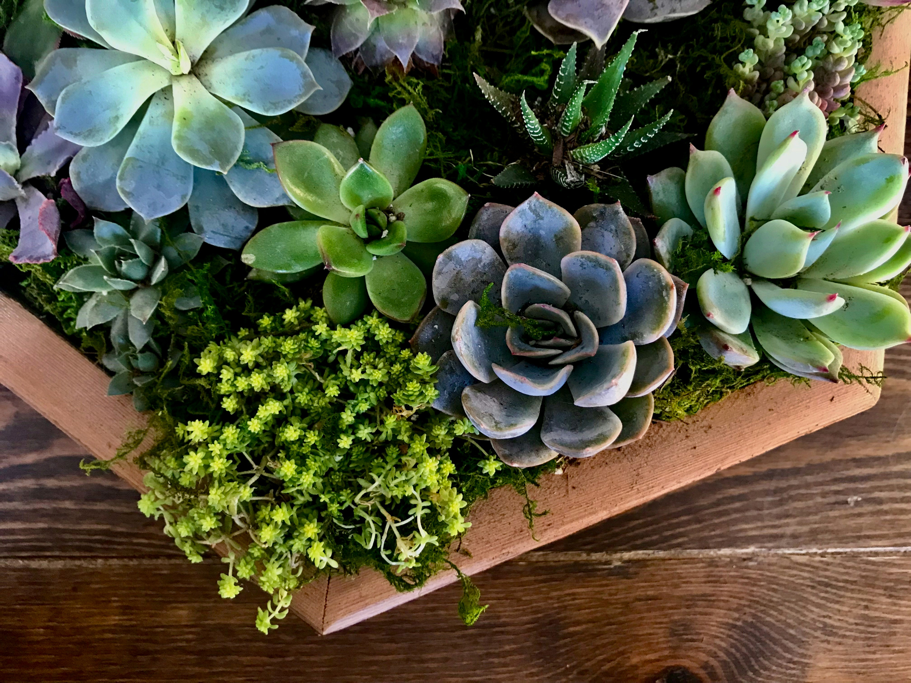 Blumenerde in einem Pflanzentopf