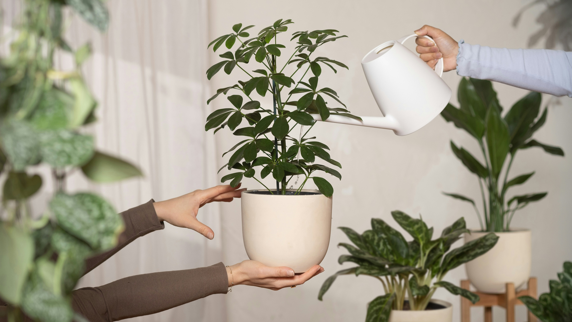 Zimmerpflanze im Wohnzimmer