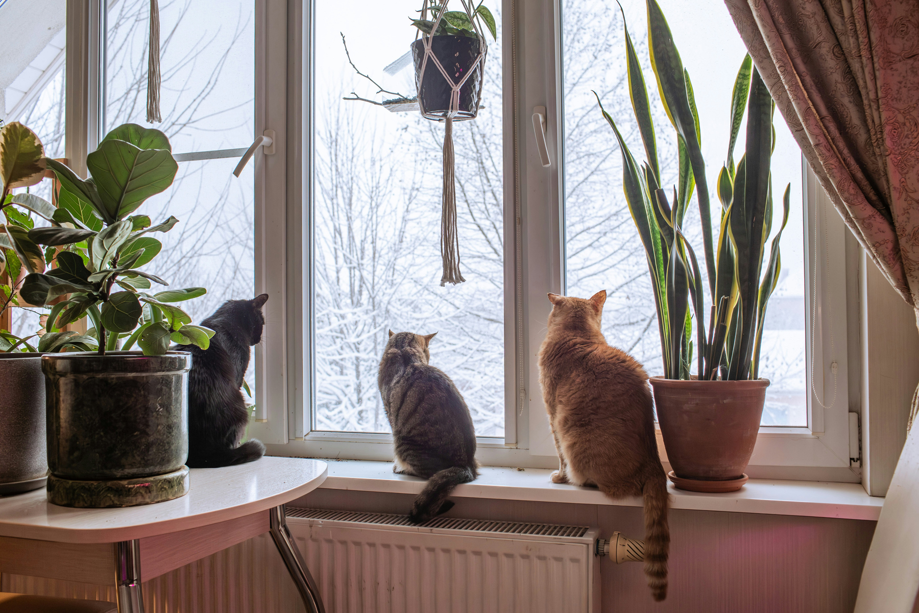 Zimmerpflanze am Fenster im Winter