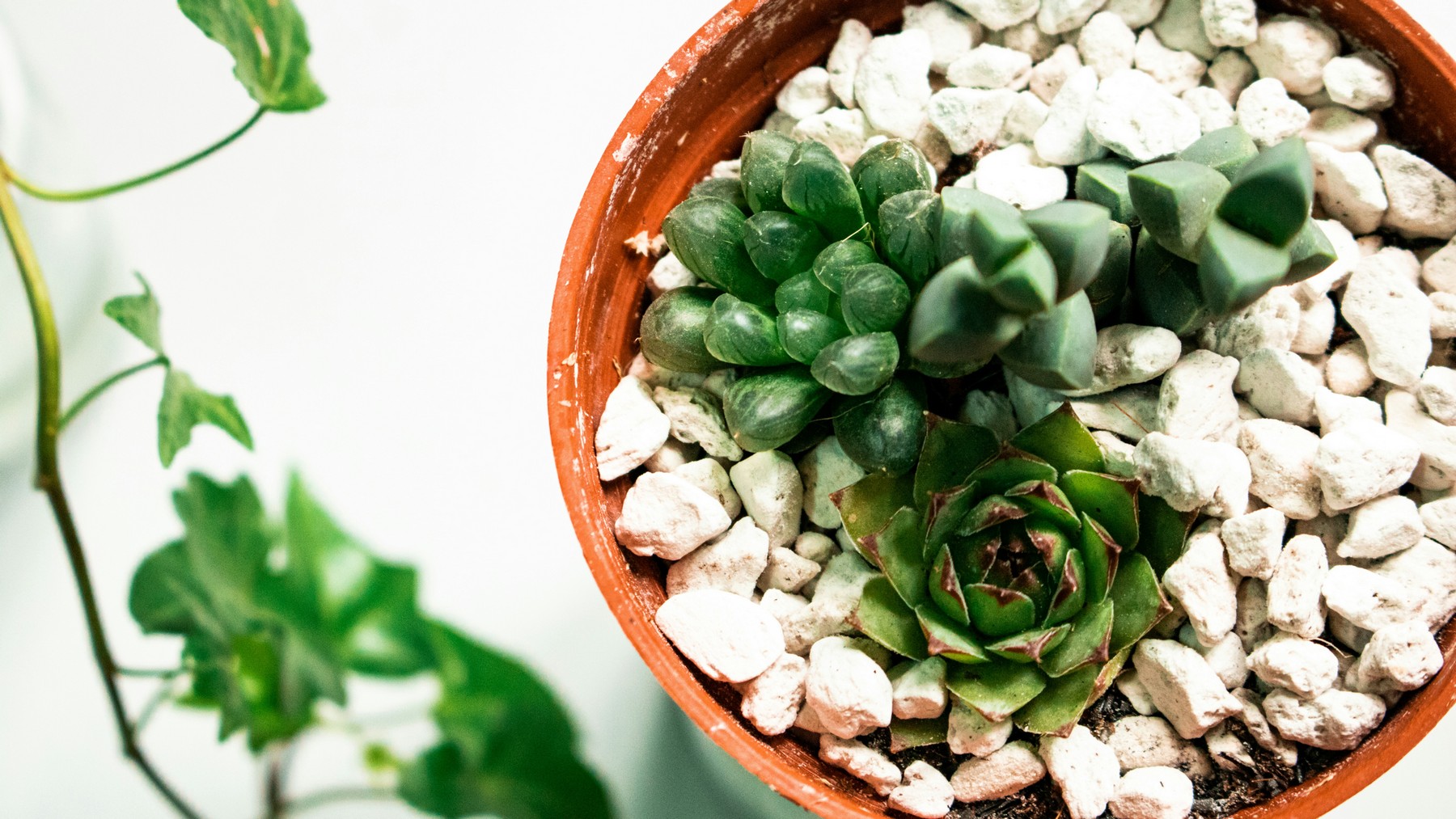 Blähton als Abdeckung auf Blumenerde