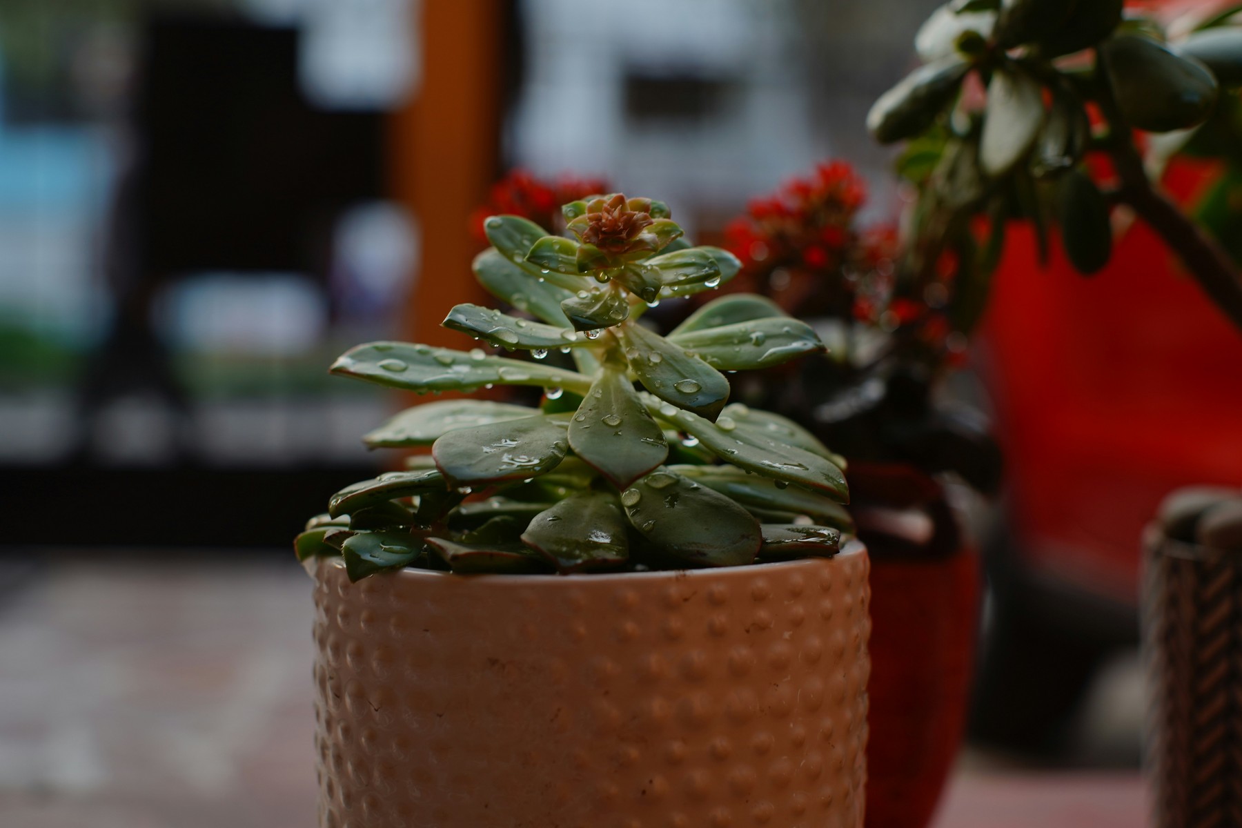 Blähton wird auf Blumenerde in einem Topf aufgetragen
